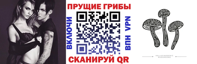 где найти наркотики  Пудож  Галлюциногенные грибы MAGIC MUSHROOMS 